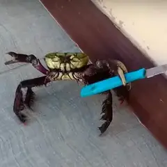crabcrab