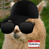 Jimmy The Alpaca
