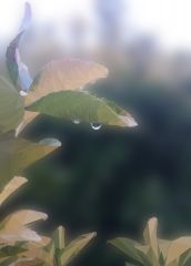 Leaves and rain drops (Low-polygon)
