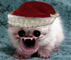PirKitten with a Santa hat