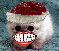PirKitten with a Santa hat and clean teeth