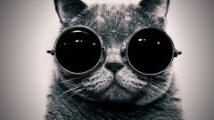 Funny Black Cat Pictures Background HD Wallpaper