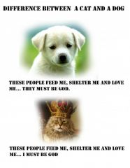 Diff btwn cats n dogs