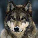 swolff