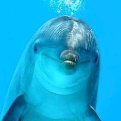 La_OG_Dolphin