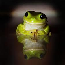 Froggy123