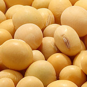 SoybeanSong