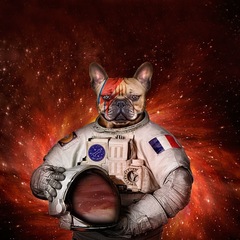 Bulldog In Mars
