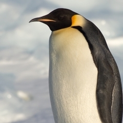 pole_penguin