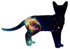 space_cat_about_me.png