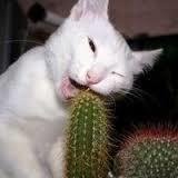 Humble Cactus