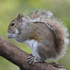 an actual squirrel