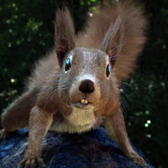 Pro_squirrel!