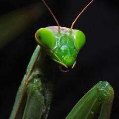 Mr. Mantis