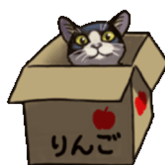 Cat_Box