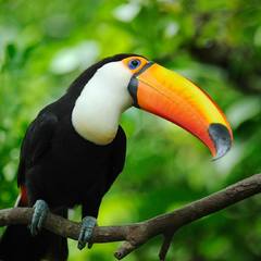 The sad toucan