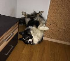 Pongo (Border Collie from a friend)