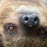 Aggressive Sloth