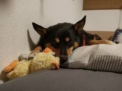 Jessie with her duck on my brothers bed