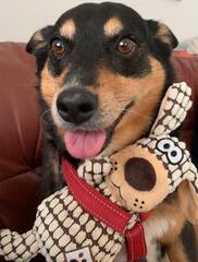Jessie with one of her favourite toys, one of us put it in her dog harness: