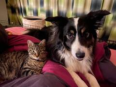This is Pongo (Border Collie from a friend) with one of his Cats: