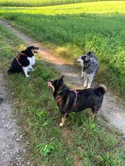 Jessie, Jaba and Laslo (Husky and Wolf mix from a friend) on the walk.