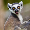 Lemur44