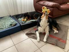 Jessie and Jaba have the same Duck toy.