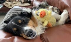 Jaba sleeping happily with her Duck toy.