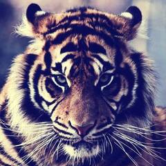 The_Tiger
