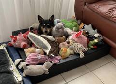 Jessie in her pile of Toys, this is my Brother's creation: