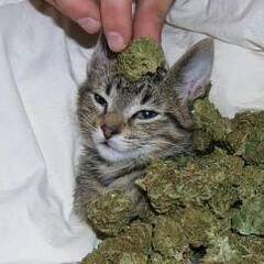 Kitten of the Broccoli