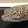 Gecko-109