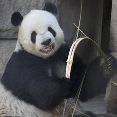 bamboobandit