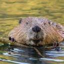 dam.beaver