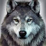 WolfOfValhalla