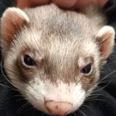 Myferret8myrat