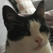 Suni