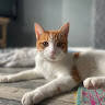 Perki