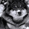 Dingo_lv