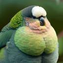 BirdieTX