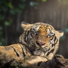anothertealtiger