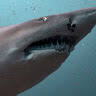 Scags Underwater