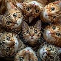 Multi Cat Generation