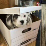 DogOfTheBox