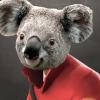 koalasthegreat