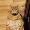 Fat_Cat
